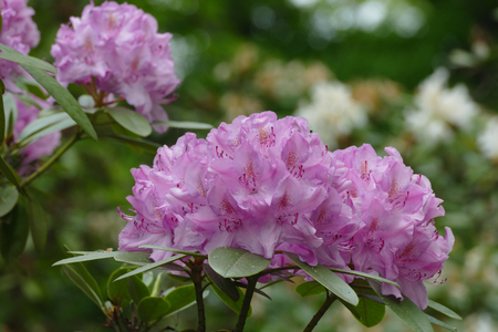 rhododendronの写真素材