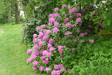 rhododendronの写真素材