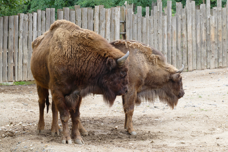 bisonの写真素材