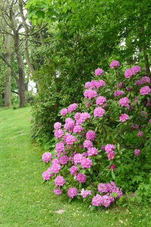 rhododendronの写真素材