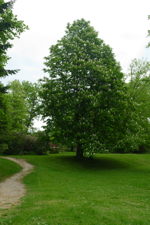chesnut treeの写真素材