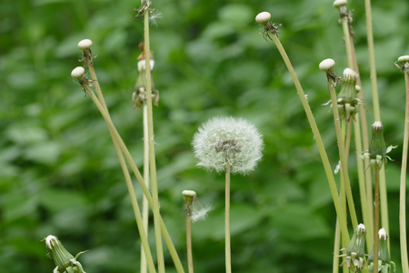blowballの写真素材