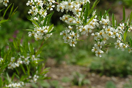 white spring blossomの写真素材