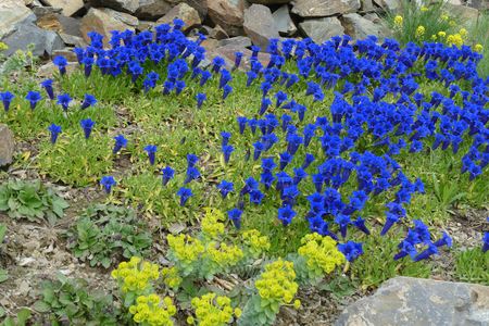 blue gentianの写真素材