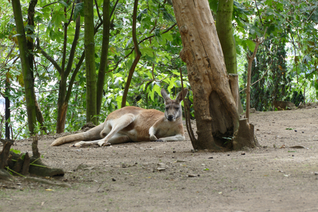 kangarooの写真素材