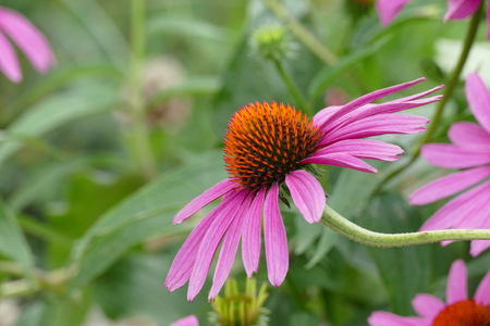 echinacea blossomの写真素材