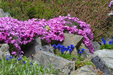 wild pink blossomsの写真素材