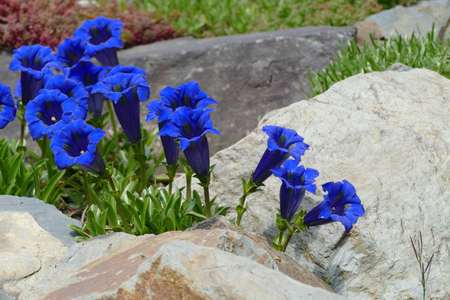 blue gentianの写真素材