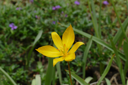 wild yello tulipの写真素材