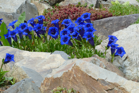 blue gentianの写真素材