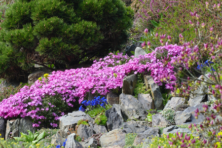 pink mountain blossomの写真素材