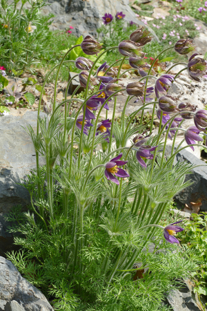 psqueflowerの写真素材