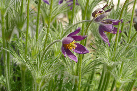 pasqueflowerの写真素材