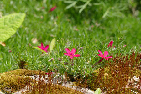 pink blossomの写真素材