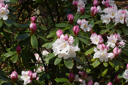 rhododendronの写真素材
