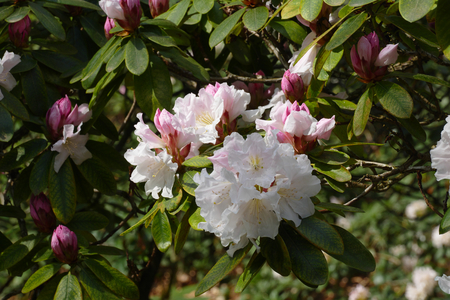 rhododendronの写真素材