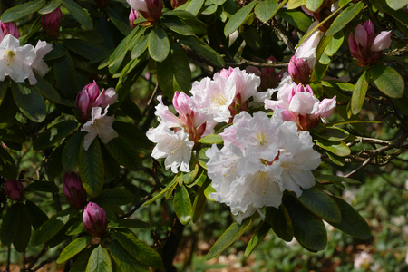 rhododendronの写真素材