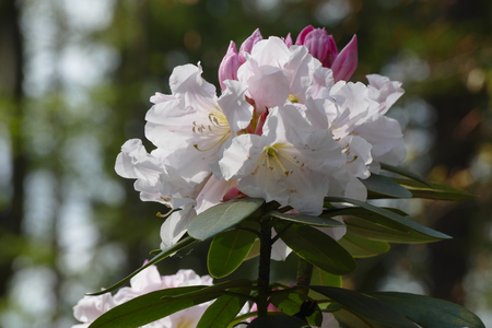 rhododendronの写真素材