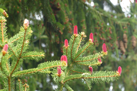 spruce red blossomの写真素材