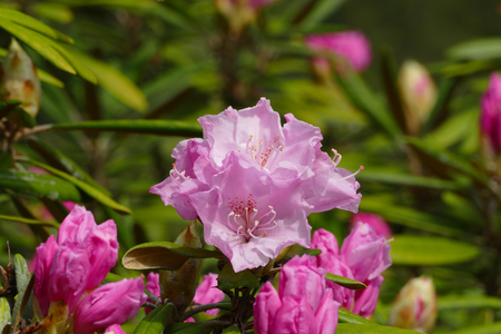 rhododendronの写真素材
