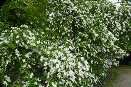 white roseの写真素材