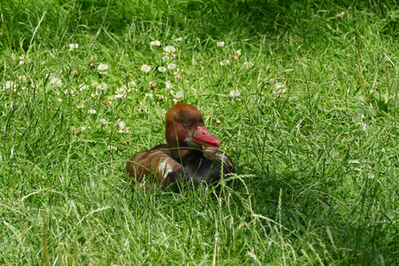 duckの写真素材