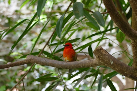 red birdの写真素材