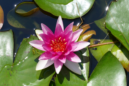 water lilyの写真素材