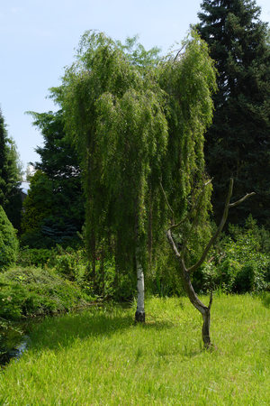 birchの写真素材