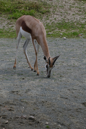 antelopeの写真素材