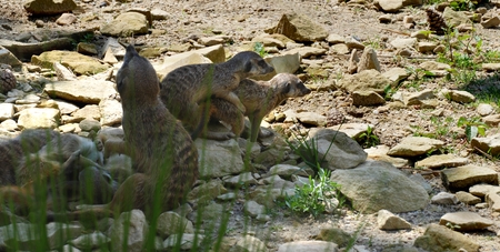 meerkatの写真素材