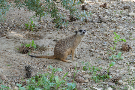 meerkatの写真素材