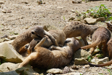 meerkatの写真素材