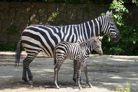 zebraの写真素材
