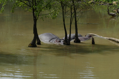 hippopotamusの写真素材
