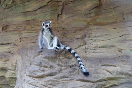 lemur kataの写真素材