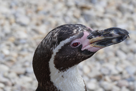 penguinの写真素材