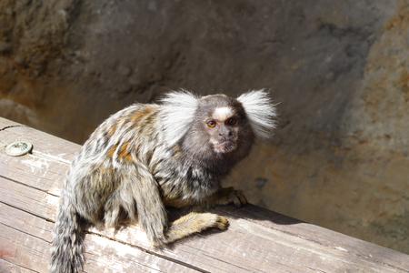 tamarinの写真素材