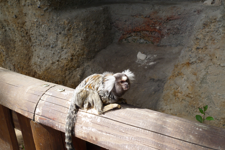 tamarinの写真素材