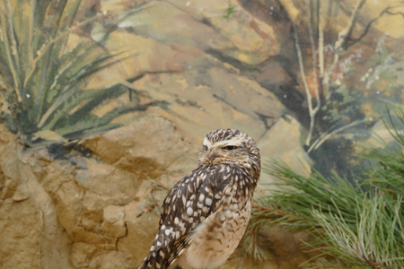 owlの写真素材