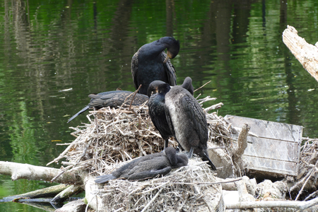 shag nestの写真素材