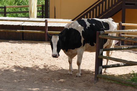 cowの写真素材