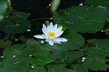 water lilyの写真素材