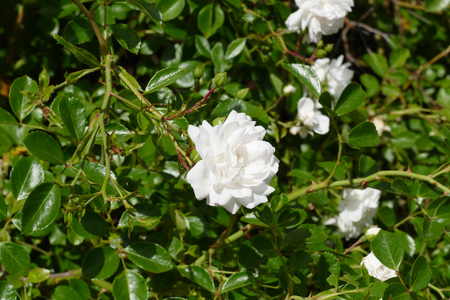 white roseの写真素材