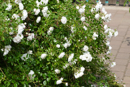 white roseの写真素材