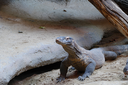 komodo lizardの写真素材
