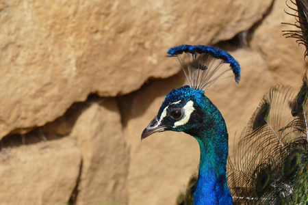 peacockの写真素材