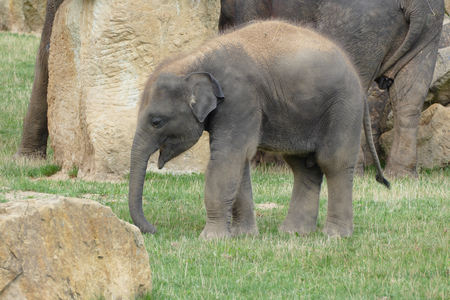 elephantの写真素材