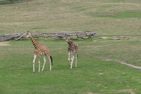 giraffeの写真素材