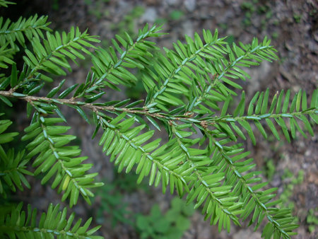 hemlock